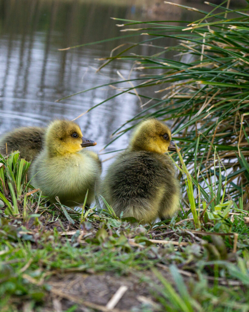 duck (1)
