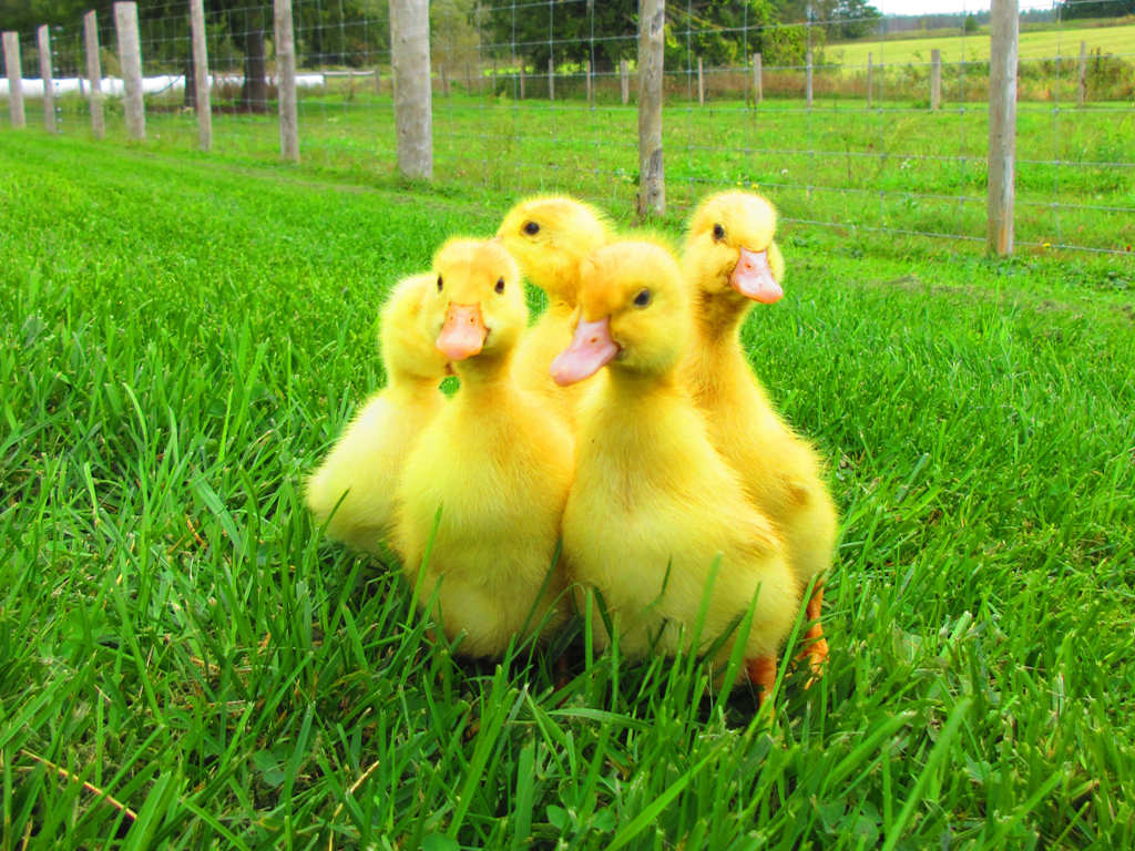 pekin duck02