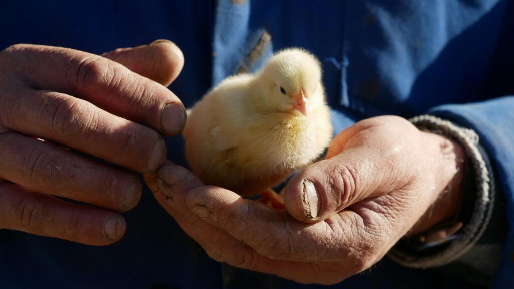 A farmer gently holds a baby chick, symbolizing care and agriculture.
