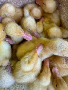Adorable cluster of fluffy yellow ducklings huddled together in a warm, cozy setting.