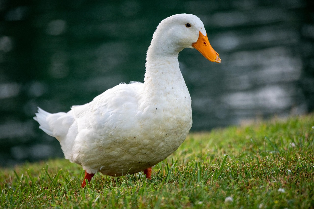 Services duck, pekin, pekin duck, american pekin, white duck, fowl, white, water, lake, waterfowl, grass, nature, animal, saint charles, missouri, outdoor, close-up, pekin duck, pekin duck, pekin duck, white duck, white duck, white duck, white duck, white duck