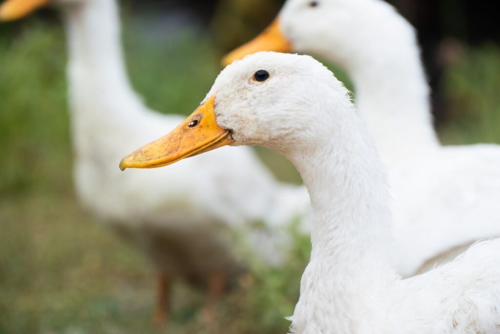 A close-up view of American Pekin ducks showcasing their distinctive white feathers and orange beaks.
