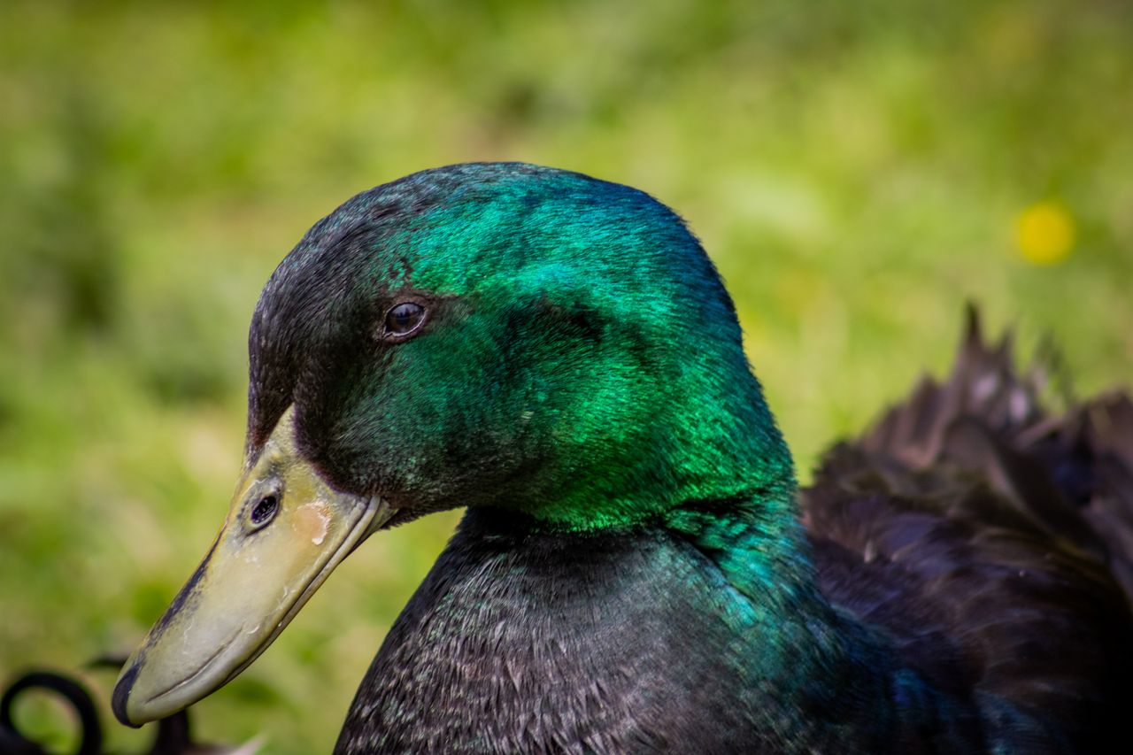 Services A vivid close-up of a Cayuga duck's head showcasing shimmering green feathers in a natural setting.