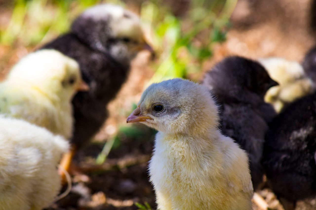 Services Adorable yellow chick surrounded by others in a sunny outdoor setting.