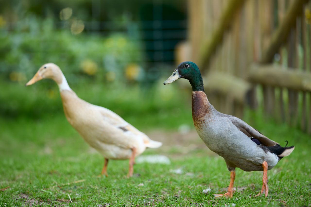 Services Two Indian Runner ducks walking gracefully on green grass in a vibrant garden.