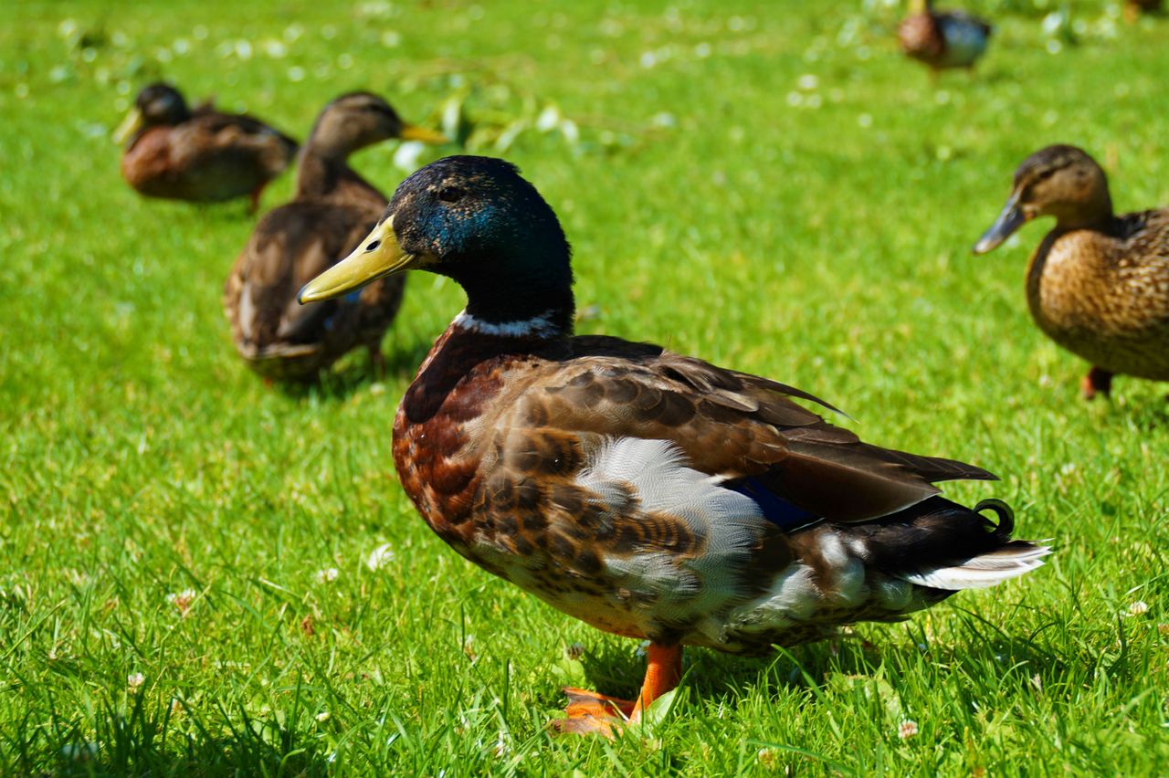 Services A drake mallard duck standing on vibrant green grass in Denmark during summer.